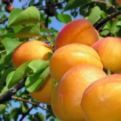 Абрикос ЭДЕЛЬВЕЙС в Рогачеве