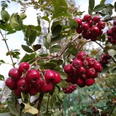 Рябина ГРАНАТНАЯ сладкоплодная в Рогачеве