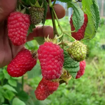 Малина ЛЯЧКА (ЛАШКА, ЛЯШКА) в Рогачеве