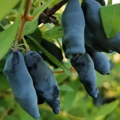 Жимолость съедобная СИЛЬГИНКА в Рогачеве