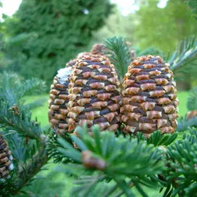 Пихта ФРАЗЕРА в Рогачеве