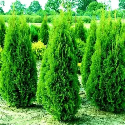 Туя ВИДМАНТ западная в Рогачеве