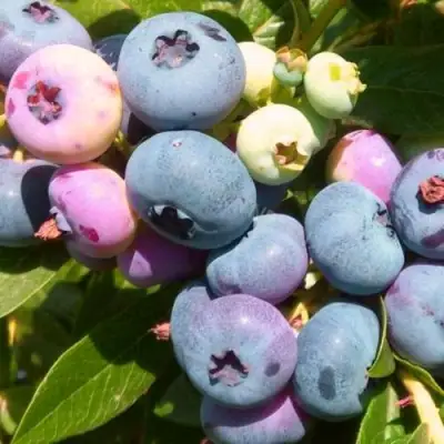 Голубика ЭЛИЗАБЕТ в Рогачеве