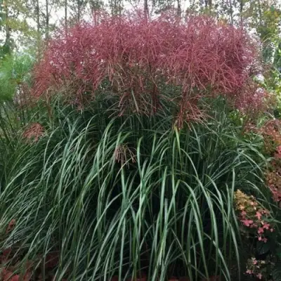 Мискантус МАЛЕПАРТУС китайский  в Рогачеве