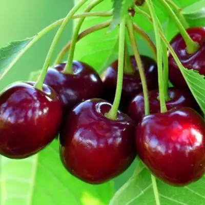 Вишня ВЯНОК в Рогачеве