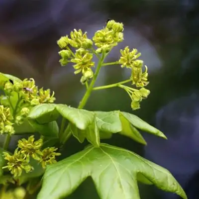 Клен полевой в Рогачеве