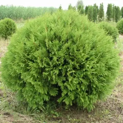 Туя ГЛОБОЗА западная в Рогачеве
