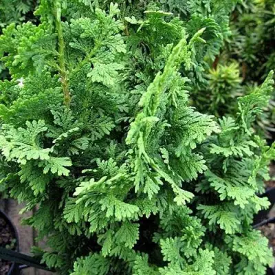 Туя ЗМАТЛИК западная в Рогачеве