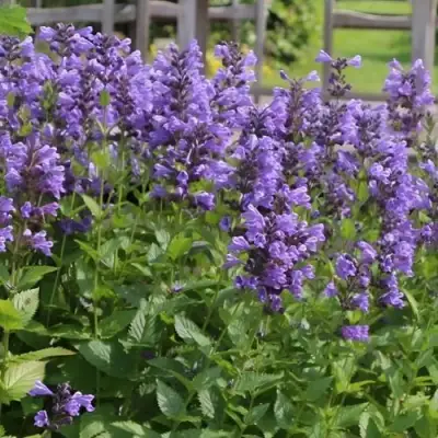 Котовник БЛЮ ДРИМС полусидячий в Рогачеве