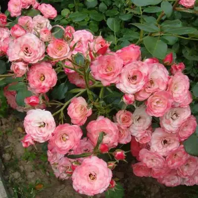 Роза ПАТ ДЕ ВЕЛЮР шраб в Рогачеве