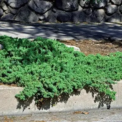 Можжевельник НАНА лежачий в Рогачеве