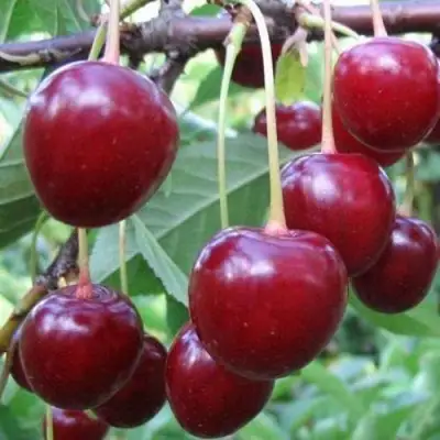 Вишня ТУРГЕНЕВКА в Рогачеве
