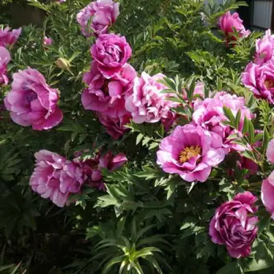 Пион ВРАТА ХРАМА древовидный  в Рогачеве