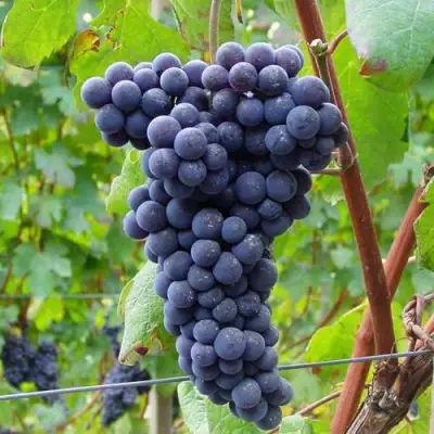 Виноград МУКУЗАНИ в Рогачеве
