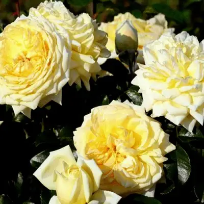 Роза НАДЯ МЕЙДИЛАНД почвопокровная в Рогачеве