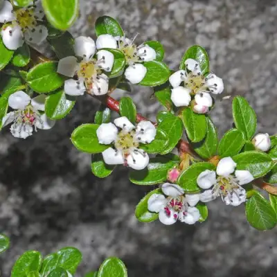 Кизильник ТАНГСТЕДТ горизонтальный  в Рогачеве