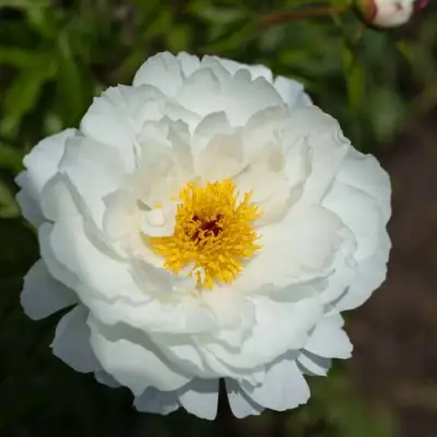 Пион МИСС АМЕРИКА травянистый в Рогачеве