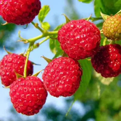 Малина МЕТЕОР в Рогачеве