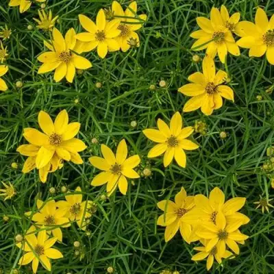 Кореопсис мутовчатый в Рогачеве