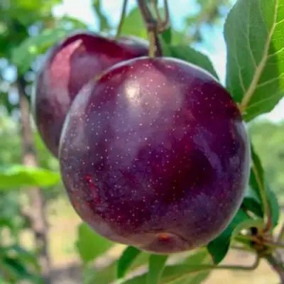 Слива АНЖЕЛИНО в Рогачеве