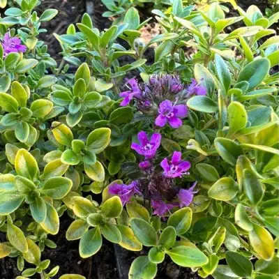 Тимьян АРЧЕРЗ ГОЛД в Рогачеве