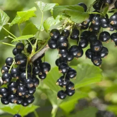 Смородина черная БЕН КОНАН в Рогачеве