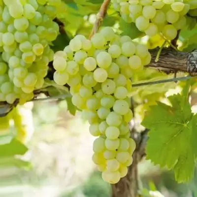 Виноград КИШМИШ МУСКАТНЫЙ в Рогачеве