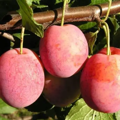 Слива ВИКТОРИЯ в Рогачеве