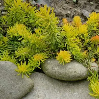 Очиток (седум) АНГЕЛИНА оттогнутый в Рогачеве