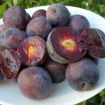 Сливово-вишневый гибрид МЕЙНОР в Рогачеве