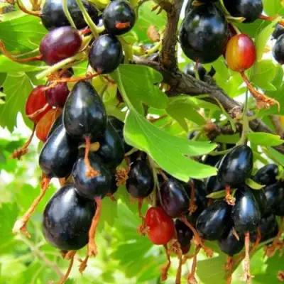 Смородина золотистая БОКАЛИНСКАЯ в Рогачеве