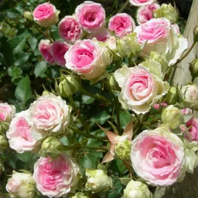 Роза МИМИ ЭДЕН спрей в Рогачеве