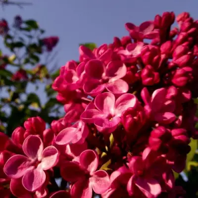 Сирень КРАСНАЯ МОСКВА в Рогачеве