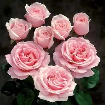 Роза ФРЕДЕРИК МИСТРАЛЬ чайно-гибридная в Рогачеве