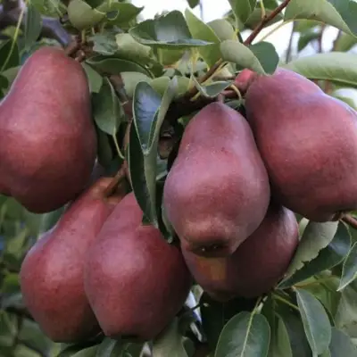 Груша РЕД ВИЛЬЯМС в Рогачеве