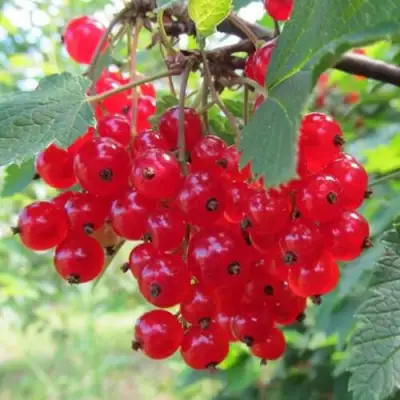 Смородина красная КРАСНАЯ АНДРЕЙЧЕНКО в Рогачеве