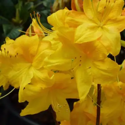 Азалия ЛИМЕТТА листопадная в Рогачеве