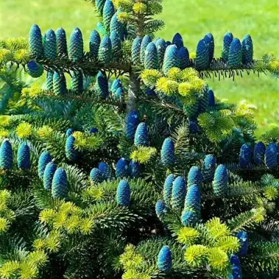 Пихта корейская  в Рогачеве