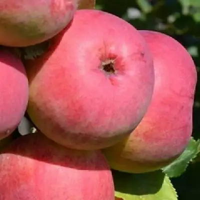 Яблоня ВЭМ-РОЗОВЫЙ в Рогачеве
