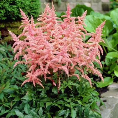 Астильба БРЕССИНГЕМ БЬЮТИ Арендса в Рогачеве