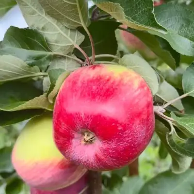 Яблоня АРБАТ колонновидная в Рогачеве