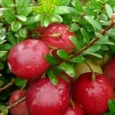 Клюква ХОЛЬШТАЙН в Рогачеве