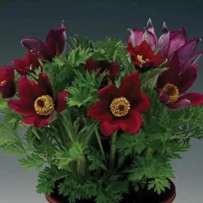 Прострел ПИНВИЛ РЕД ШЕЙДЕС в Рогачеве