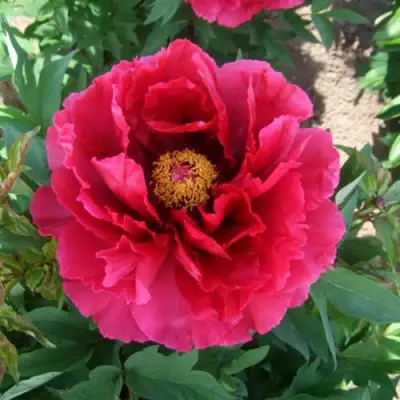 Пион КРАСНЫЙ ГИГАНТ древовидный в Рогачеве