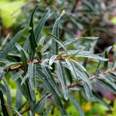 Облепиха АДАМ (МУЖСКАЯ) в Рогачеве