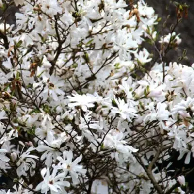 Магнолия СТЕЛЛАТА в Рогачеве