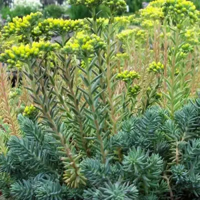 Очиток (седум) отогнутый в Рогачеве