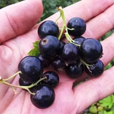 Смородина чёрная ГЕРКУЛЕС в Рогачеве