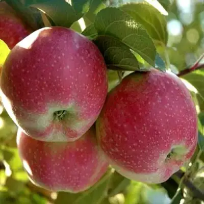 Яблоня АЛЬВА в Рогачеве