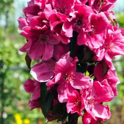 Яблоня МАЛИНОВОЕ ОЖЕРЕЛЬЕ колонновидная в Рогачеве